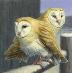 Barn Owl Couple | Obraz na stenu