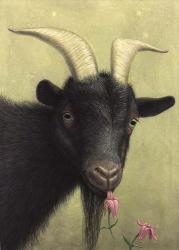 Black Goat Enjoying a Pink Flower | Obraz na stenu