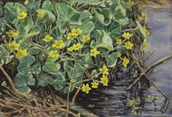 Marsh Marigolds | Obraz na stenu