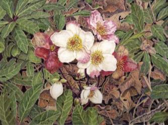 Hellebores | Obraz na stenu