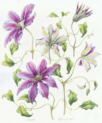 Clematis | Obraz na stenu