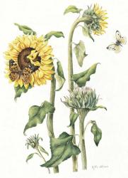 October Sunflower | Obraz na stenu