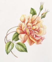 Peach Rose 11 | Obraz na stenu