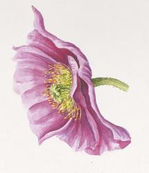 Purple Poppy | Obraz na stenu