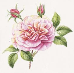 Single Rose 2 | Obraz na stenu