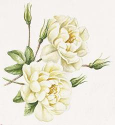 White Roses | Obraz na stenu