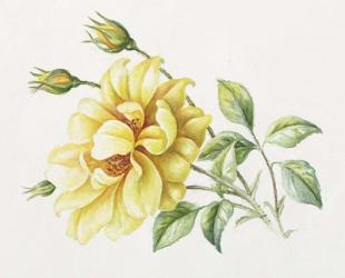 Yellow Rose 10 | Obraz na stenu
