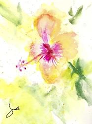 Hibiscus | Obraz na stenu