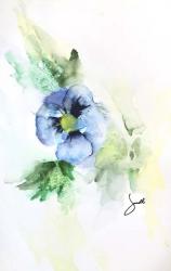 Pansy | Obraz na stenu