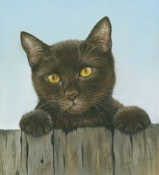 Black Kitten | Obraz na stenu
