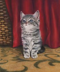 Grey Kitten And Red Curtain | Obraz na stenu