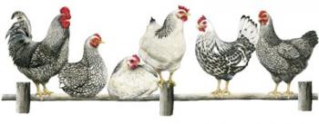 Hens, White Background | Obraz na stenu