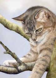 Tabby In Tree | Obraz na stenu