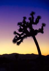 Joshua Tree I | Obraz na stenu