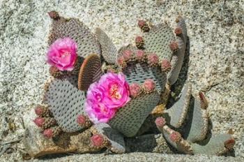 Pink Desert Flower | Obraz na stenu