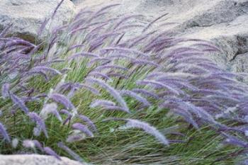 Purple Wild Grass II | Obraz na stenu