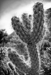 Cactus Close-up | Obraz na stenu