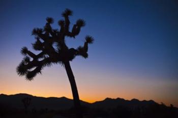 Joshua Tree II | Obraz na stenu