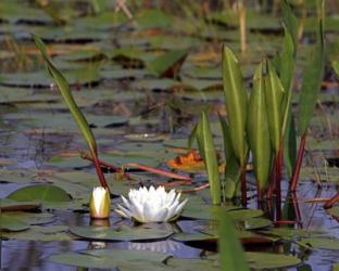 Water Lily | Obraz na stenu