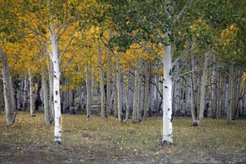 Dixie Forest, UT | Obraz na stenu