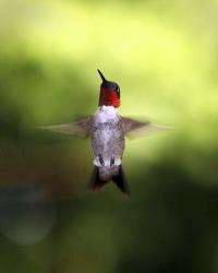 Hummingbird | Obraz na stenu