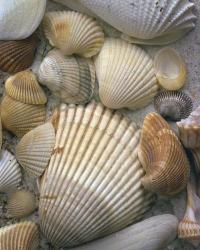 Sea Shells | Obraz na stenu