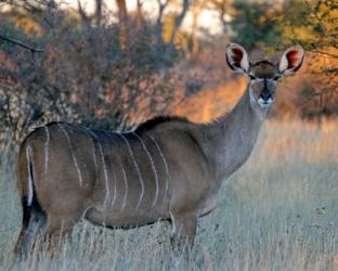 Kudu | Obraz na stenu