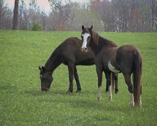 Horses | Obraz na stenu