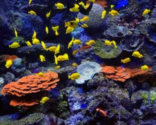 Reef Fish | Obraz na stenu