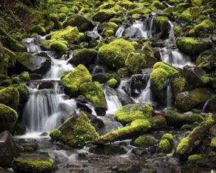 244 Olympic NP | Obraz na stenu