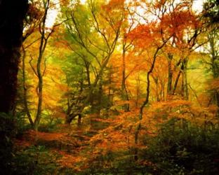 Chimneys Trail GSMNP, TN | Obraz na stenu