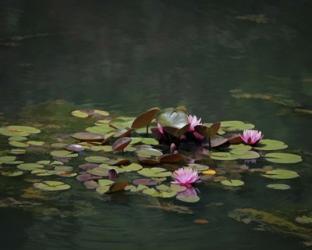 Water Lillies | Obraz na stenu