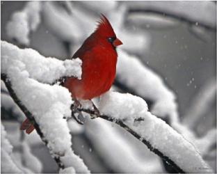 Cardinal | Obraz na stenu