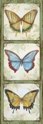 Butterflies | Obraz na stenu