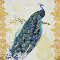 Beautiful Peacock  -  A | Obraz na stenu