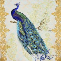 Beautiful Peacock  -  B | Obraz na stenu