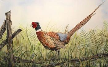Glorious Pheasant | Obraz na stenu