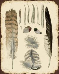 Vintage Feather Study - A | Obraz na stenu