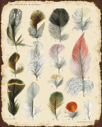 Vintage Feather Study - B | Obraz na stenu
