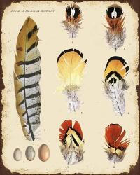 Vintage Feather Study - E | Obraz na stenu
