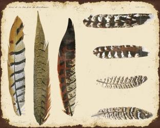 Vintage Feather Study - F | Obraz na stenu