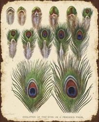 Vintage Feather Study - I | Obraz na stenu