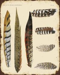 Vintage Feather Study - J | Obraz na stenu