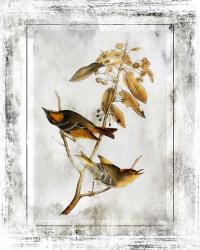 Birds With Class - D | Obraz na stenu