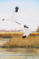 Whooping Cranes - C | Obraz na stenu