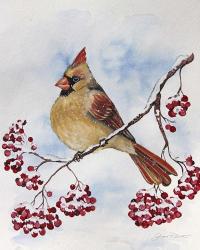 Cardinal And Winter Berries - B | Obraz na stenu