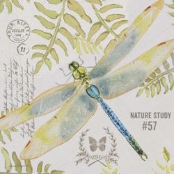 Botanical Dragonfly A | Obraz na stenu