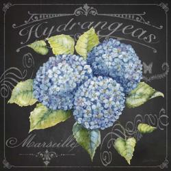 Hydrangeas 1 | Obraz na stenu