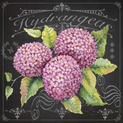 Hydrangeas 2 | Obraz na stenu