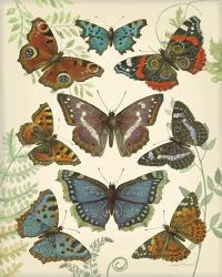 Butterfly Plate 4 | Obraz na stenu